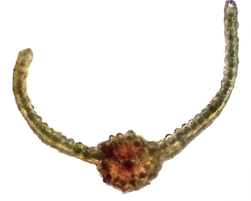 Timmia austriaca